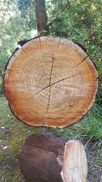 after-the-chainsaws-for-web