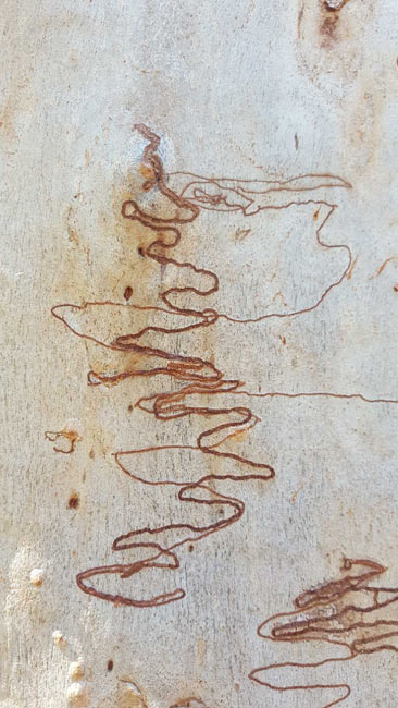 disappearing-language.-for-webjpg