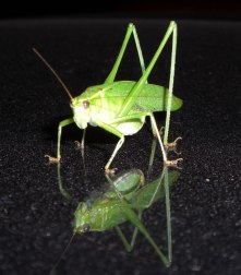 katydid-2