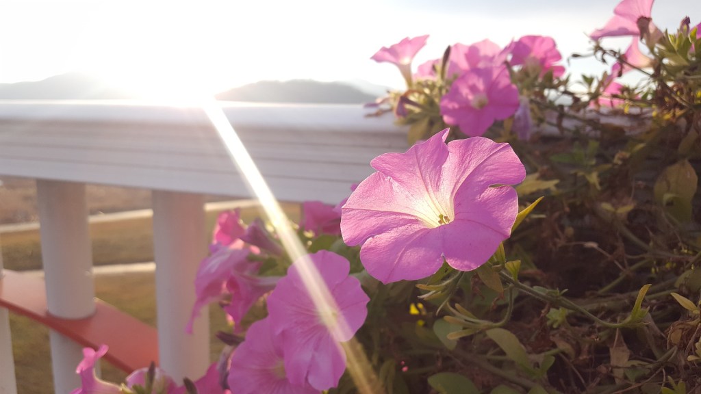 Frank Tassone’s Haikai Challenge #153: “Morning Glory Sunrise” #Haiku