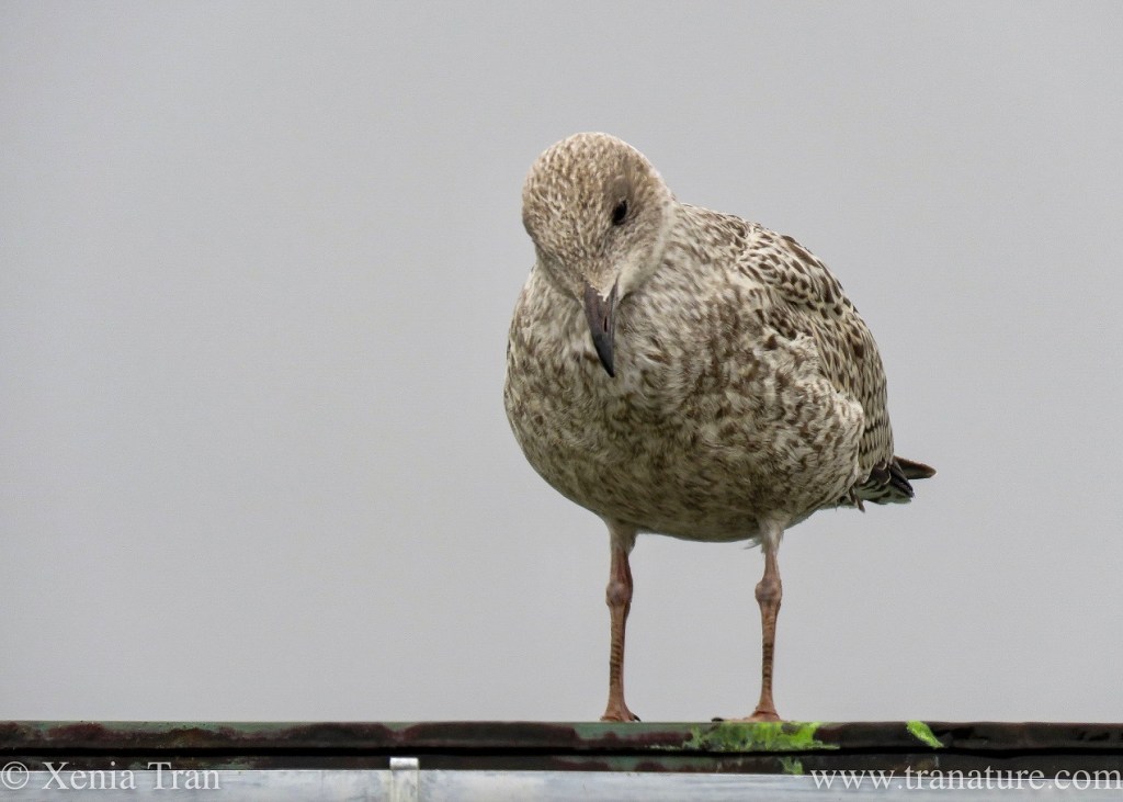 Tanka: Morning Glory