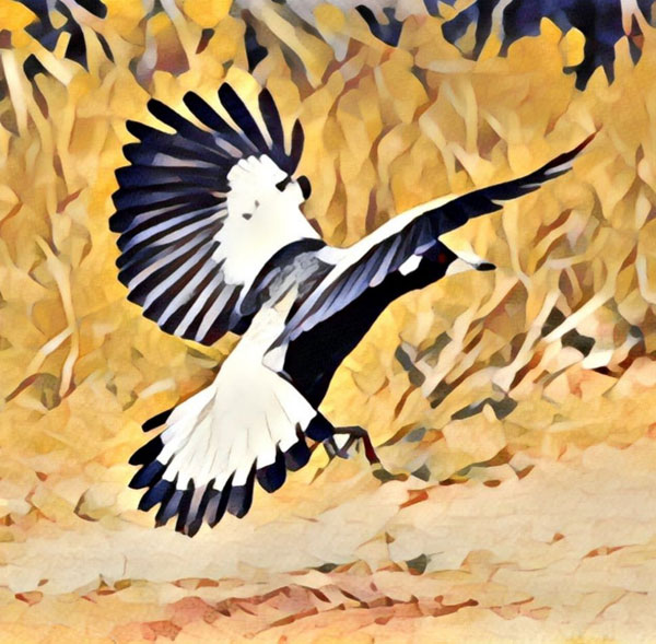magpie-2-(2)for-web