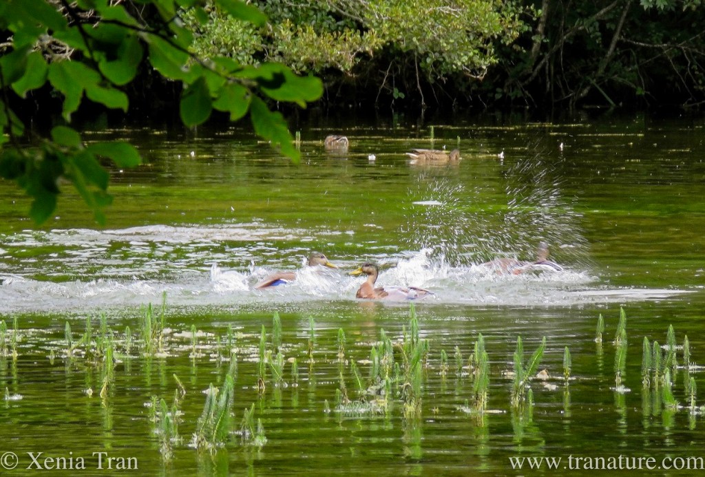 Haiku: Lingering Light