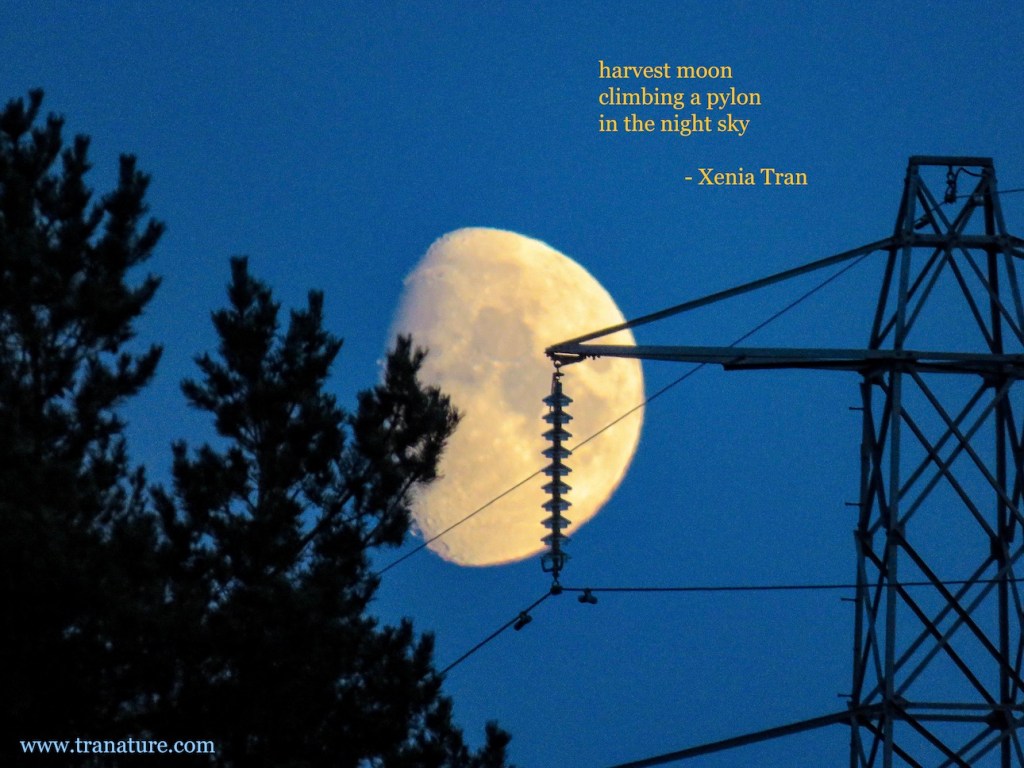 Haiku: Harvest Moon