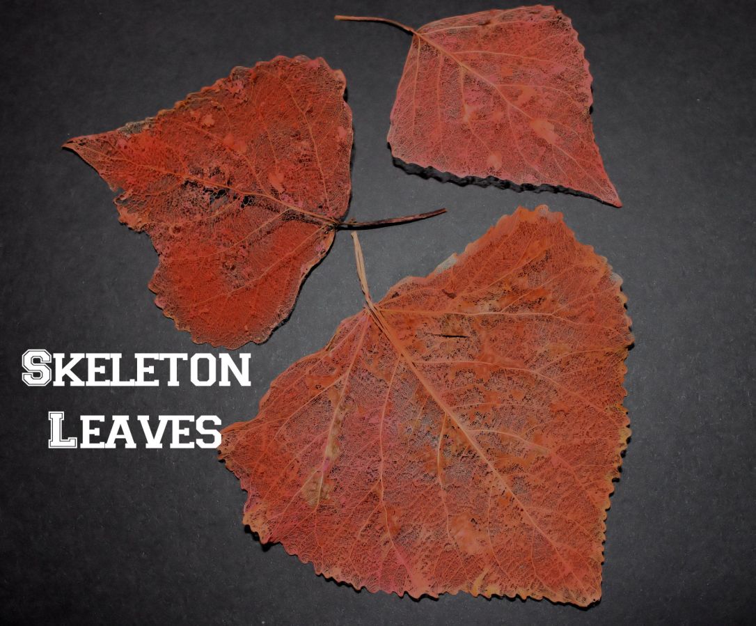 SkeletonLeaves