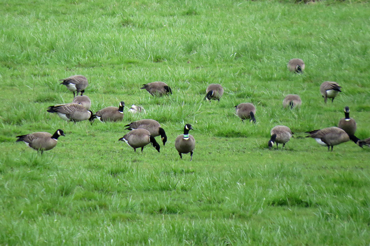 Feeding Habits - Aleutian Canada Goose