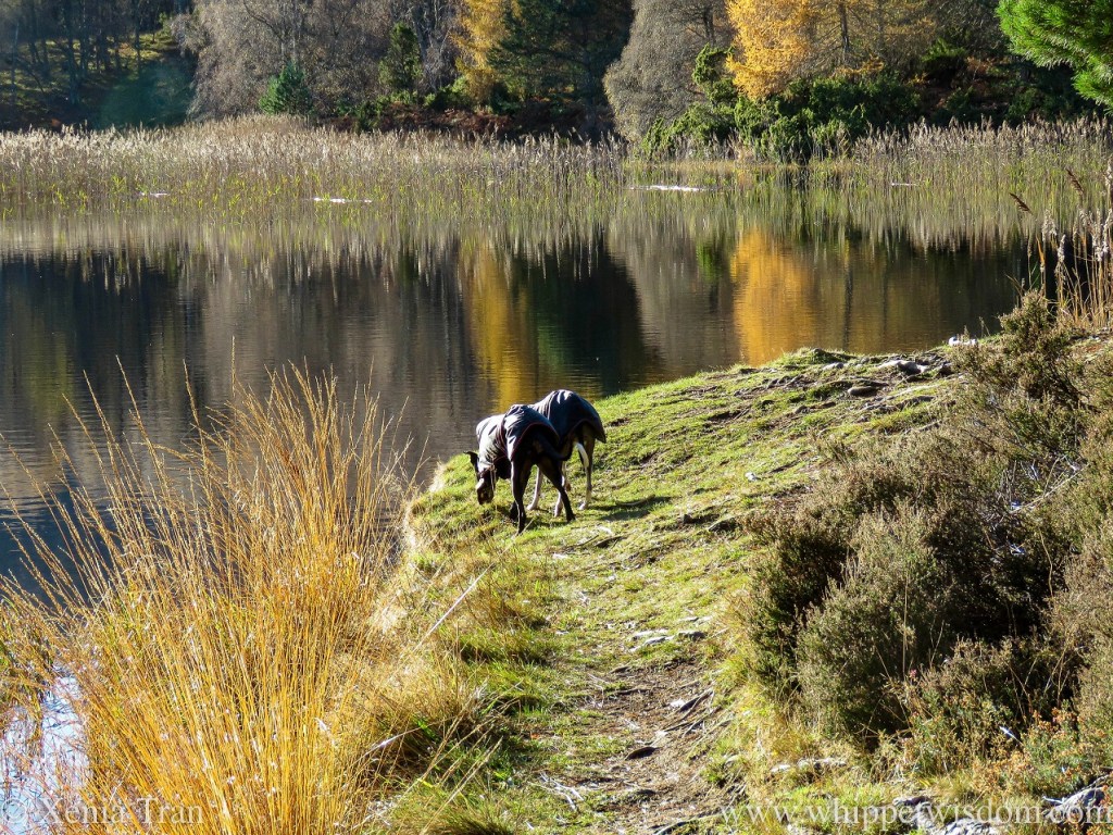 Tanka: Eagle’s Rest