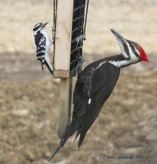 Pileated Woodpeckers – Roadkill Crossing