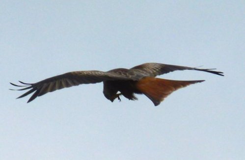 red kite