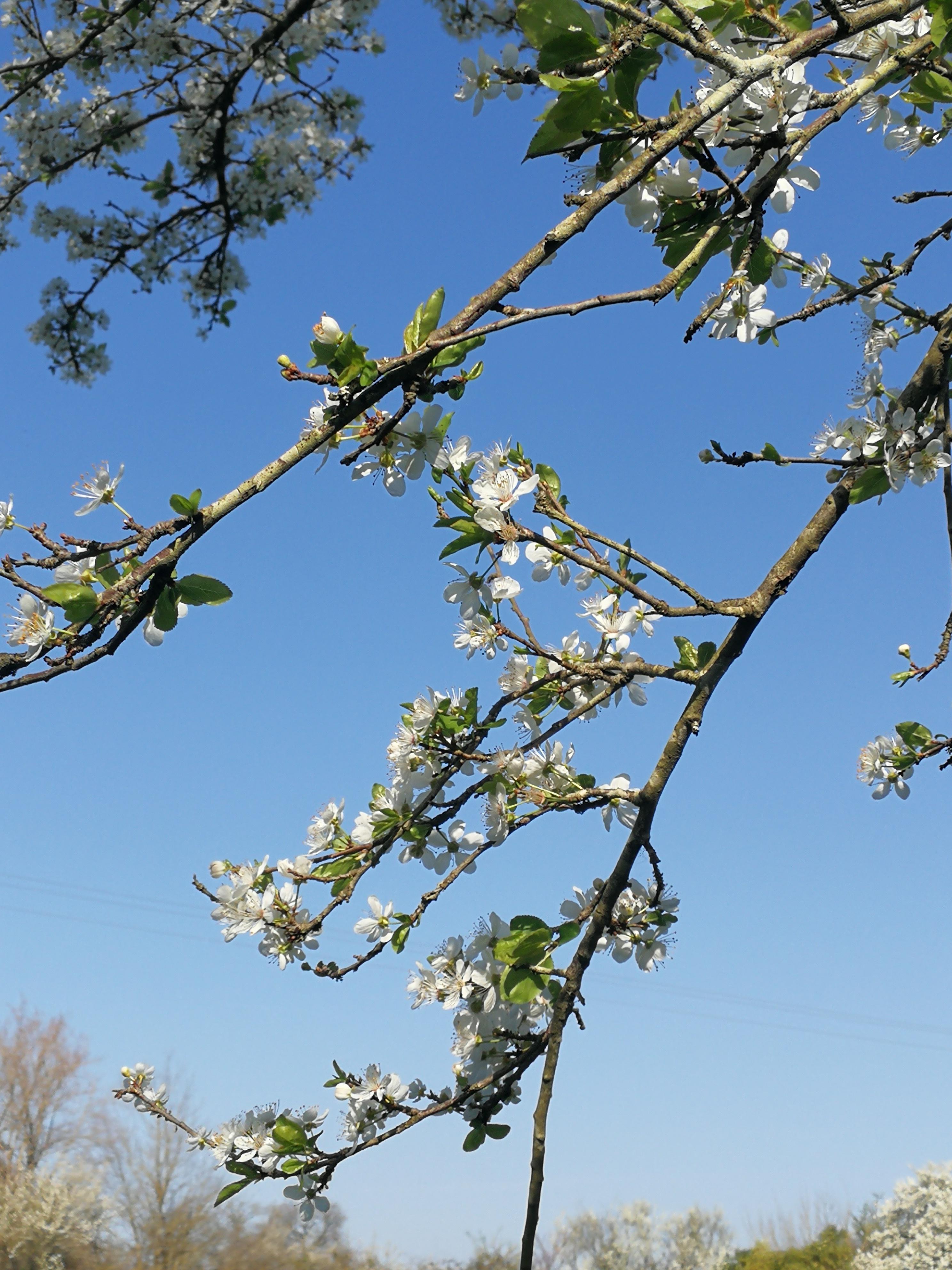 blue sky and blossom