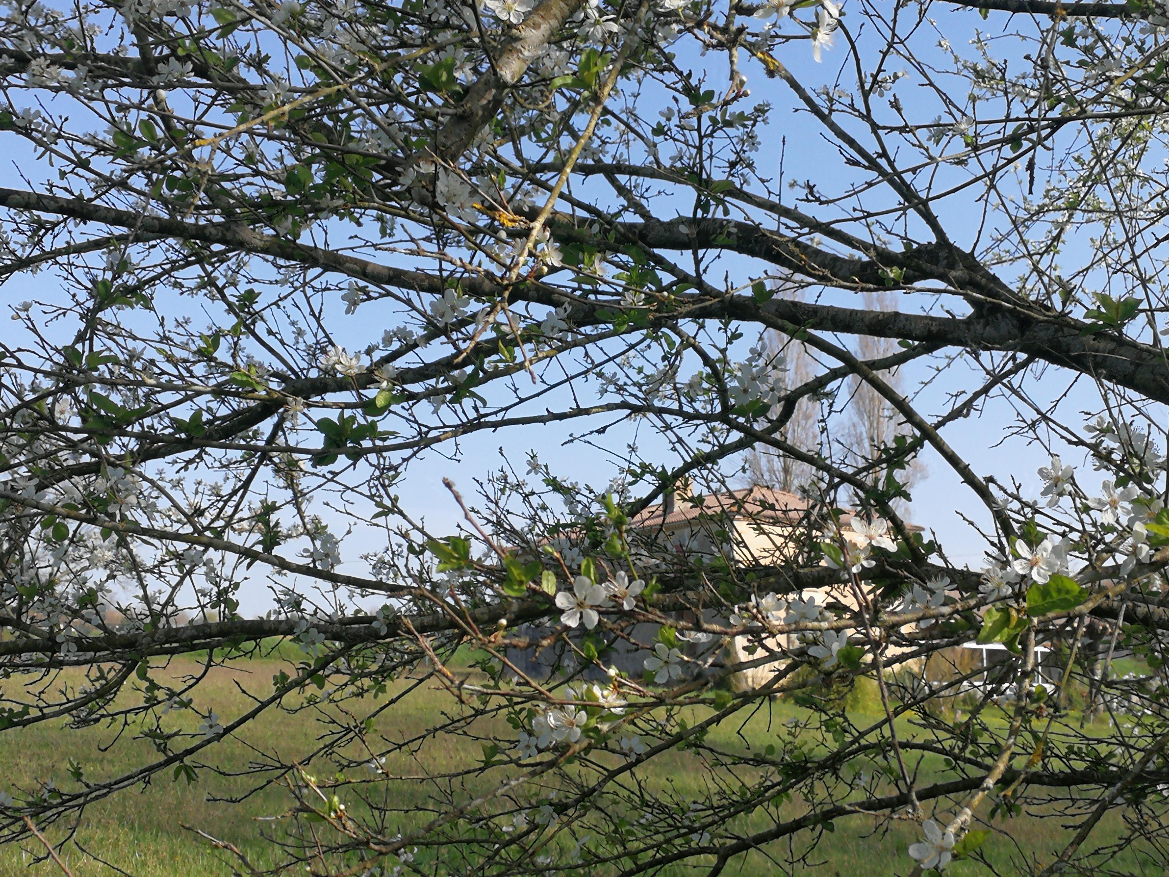 house through blossom