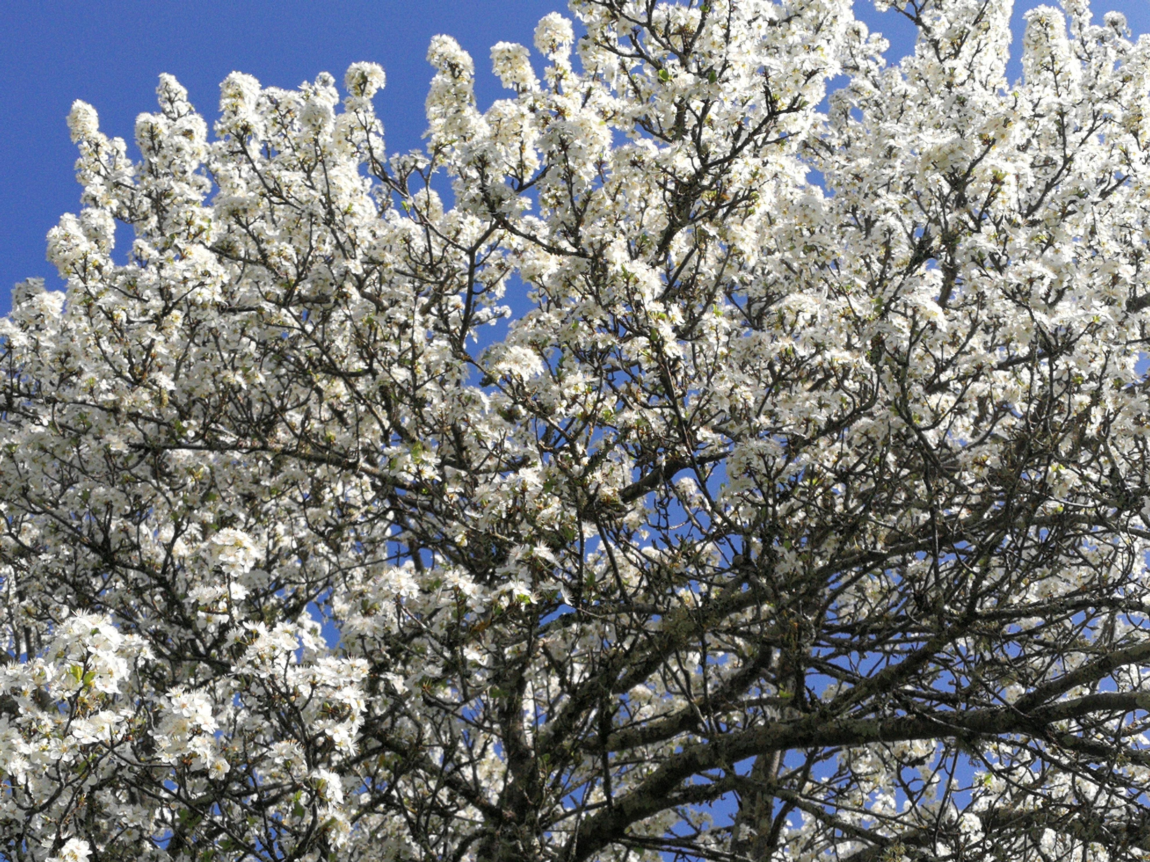 March Andre's plum blossom