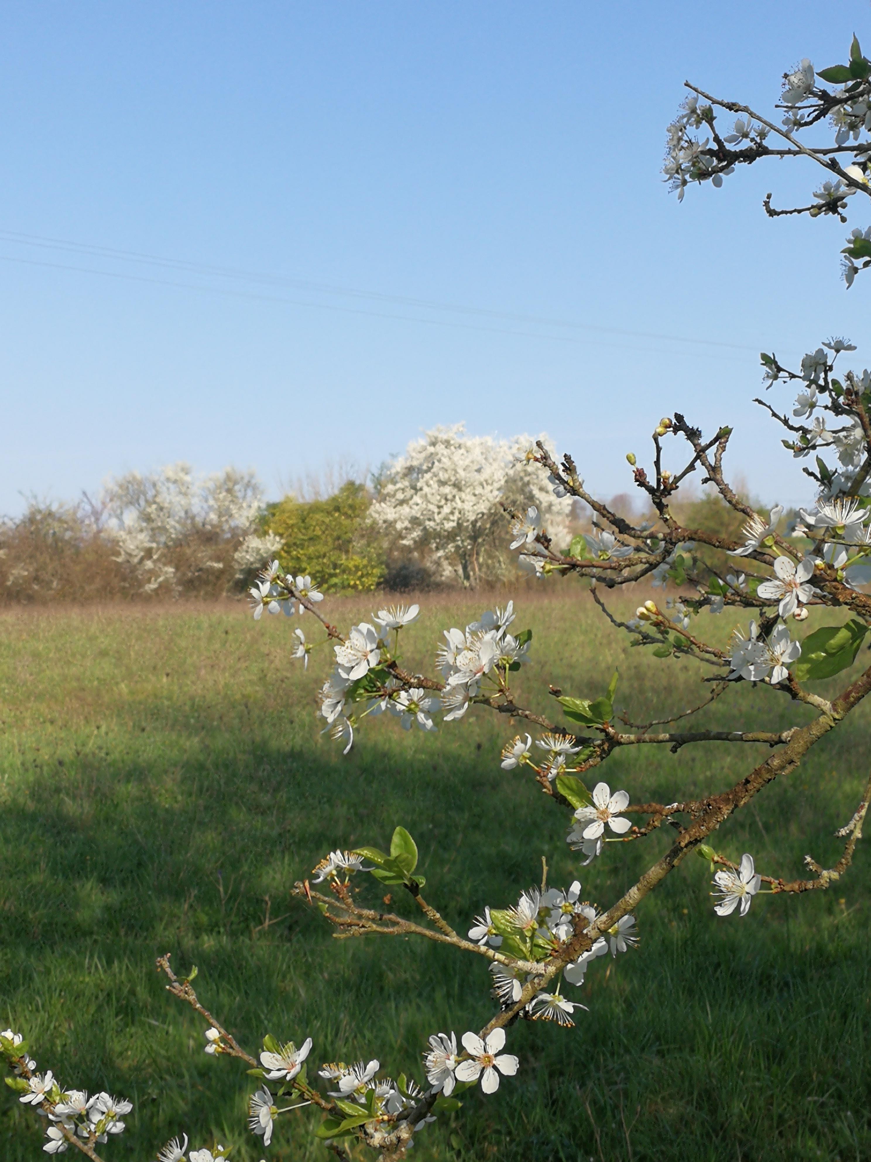 march plum blossom