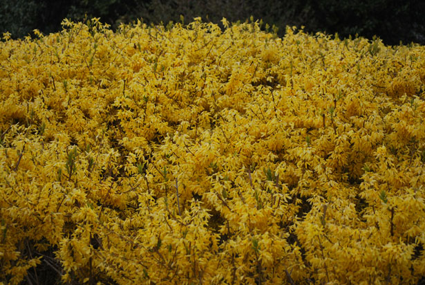 A harbinger of&nbsp;spring