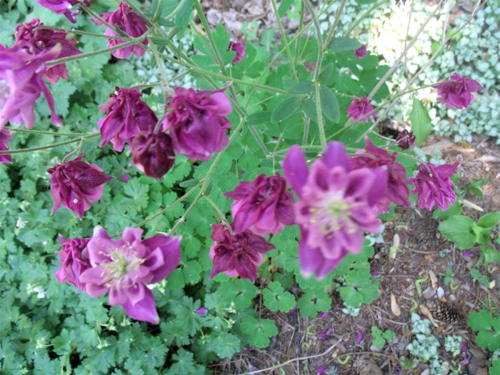 resized columbine 052421
