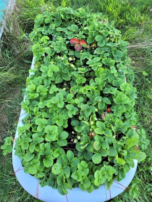 resized strawberries in tub 092921