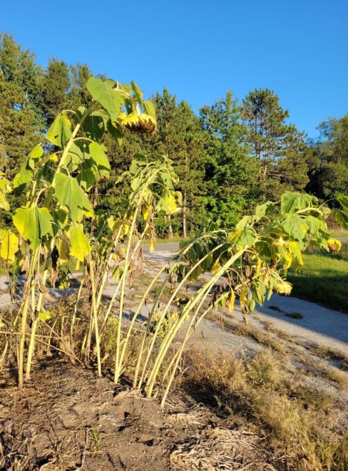 resized sunflowers bowed in prayer 092921