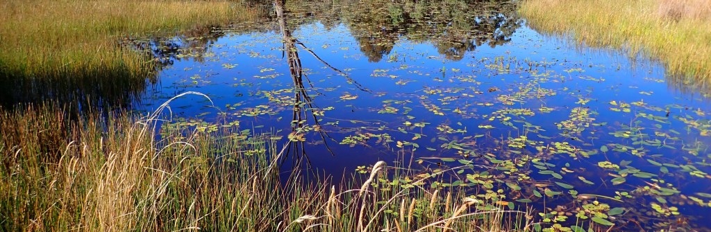 English-Language Haiku Competitions