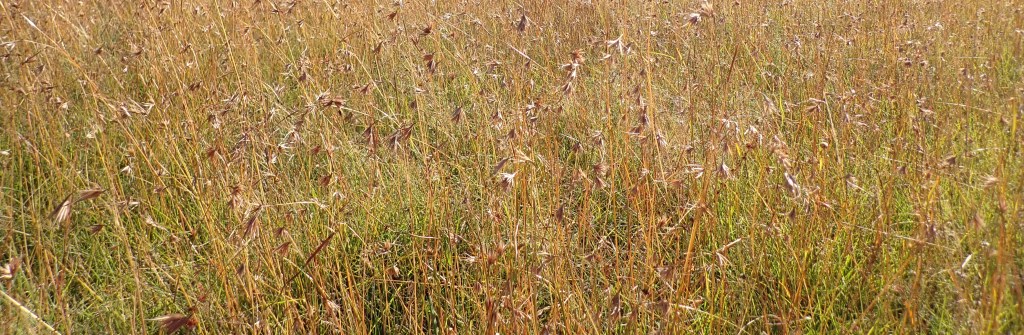 Adjei Agyei-Baah: Scaring&nbsp;Crow