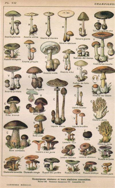 card 1 mushrooms resized