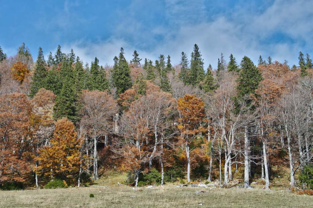 “fallen foliage…” a #tanka&nbsp;(11/6/23)