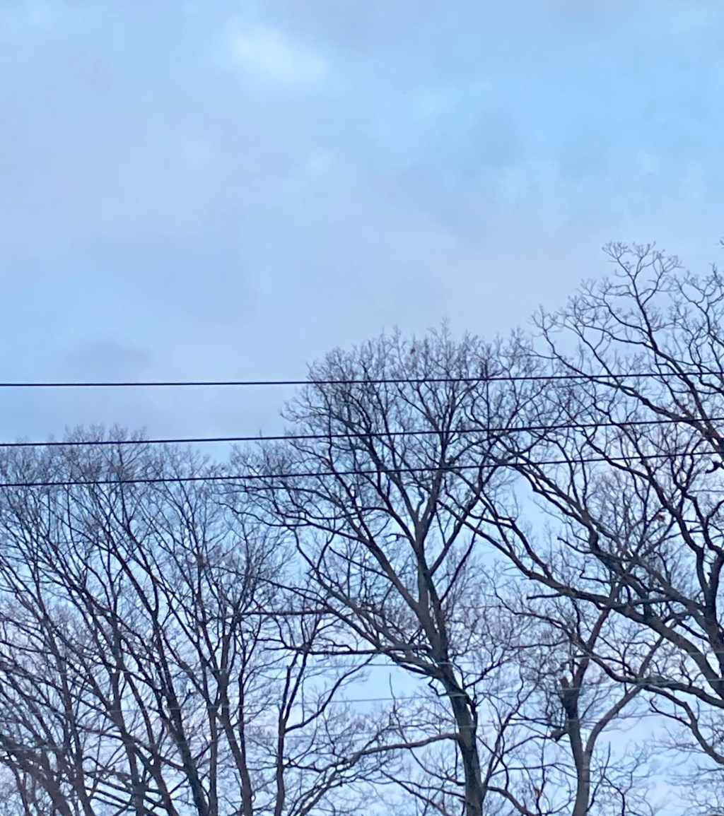 “bare boughs…” a #tanka&nbsp;(2/21/24)