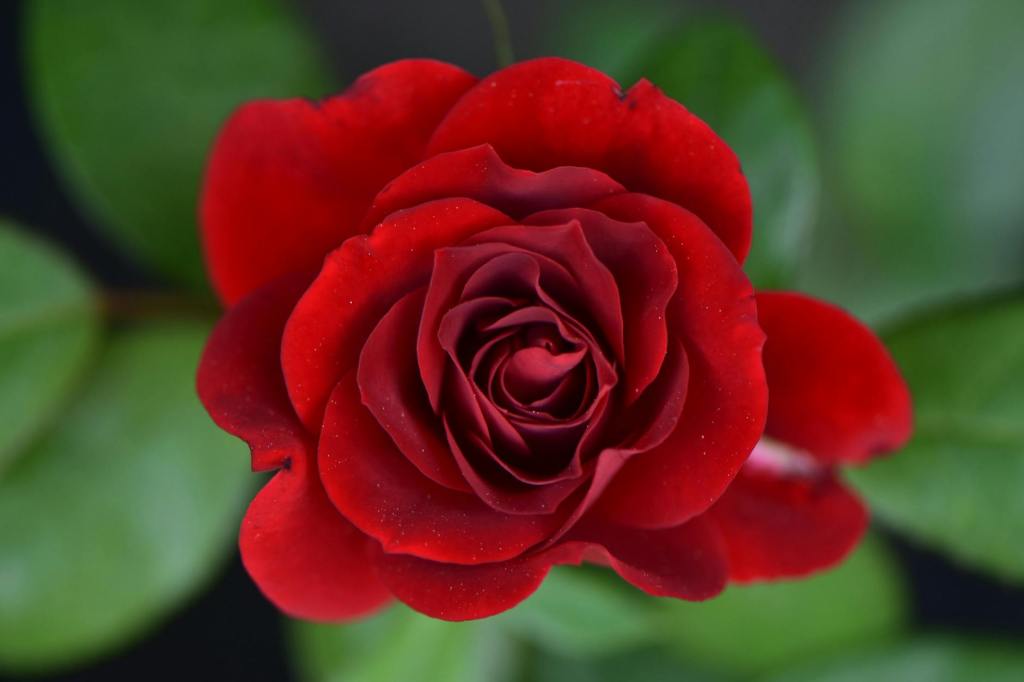 #Haiku/#Senryu (2/20/24)