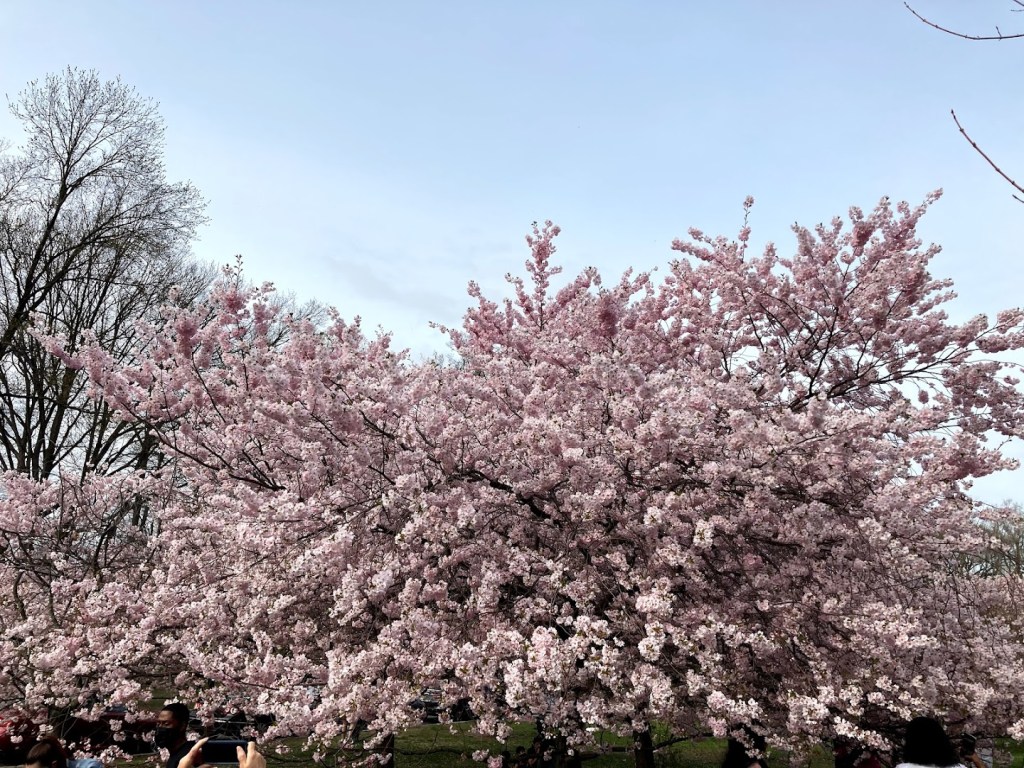 Hatsu Hana Nostalgia