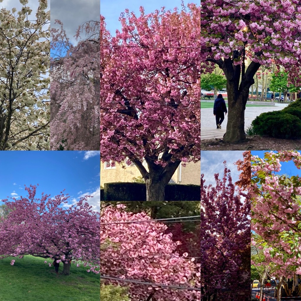 #Haikai Challenge II #14 (4/24/24): [Late]Cherry Blossom (osozakura) #haiku #senryu #haibun #tanka #kyoka #haiga #renga #HaikaiChallenge