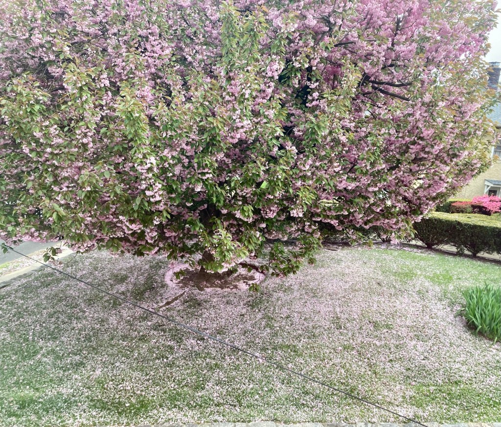 “as the clouds…” a #tanka (4/30/24)