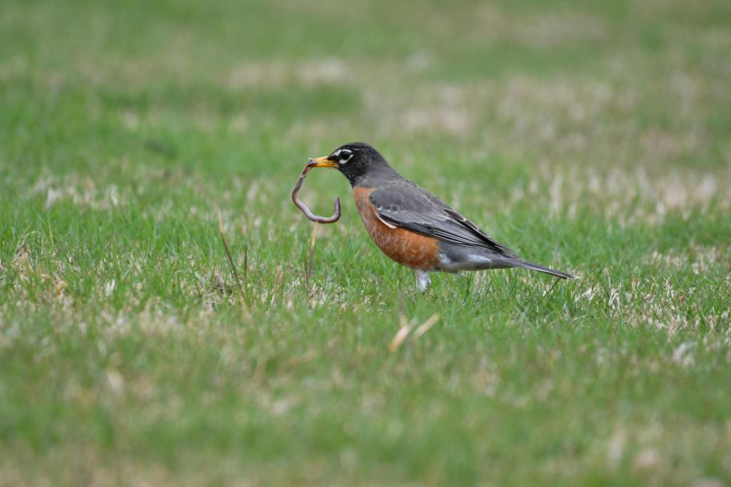 “to feed…” a #tanka (9/12/24)