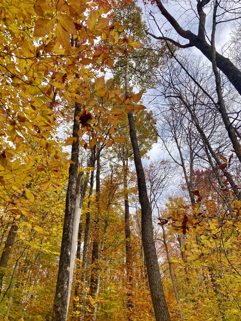 An Adirondack Autumnal