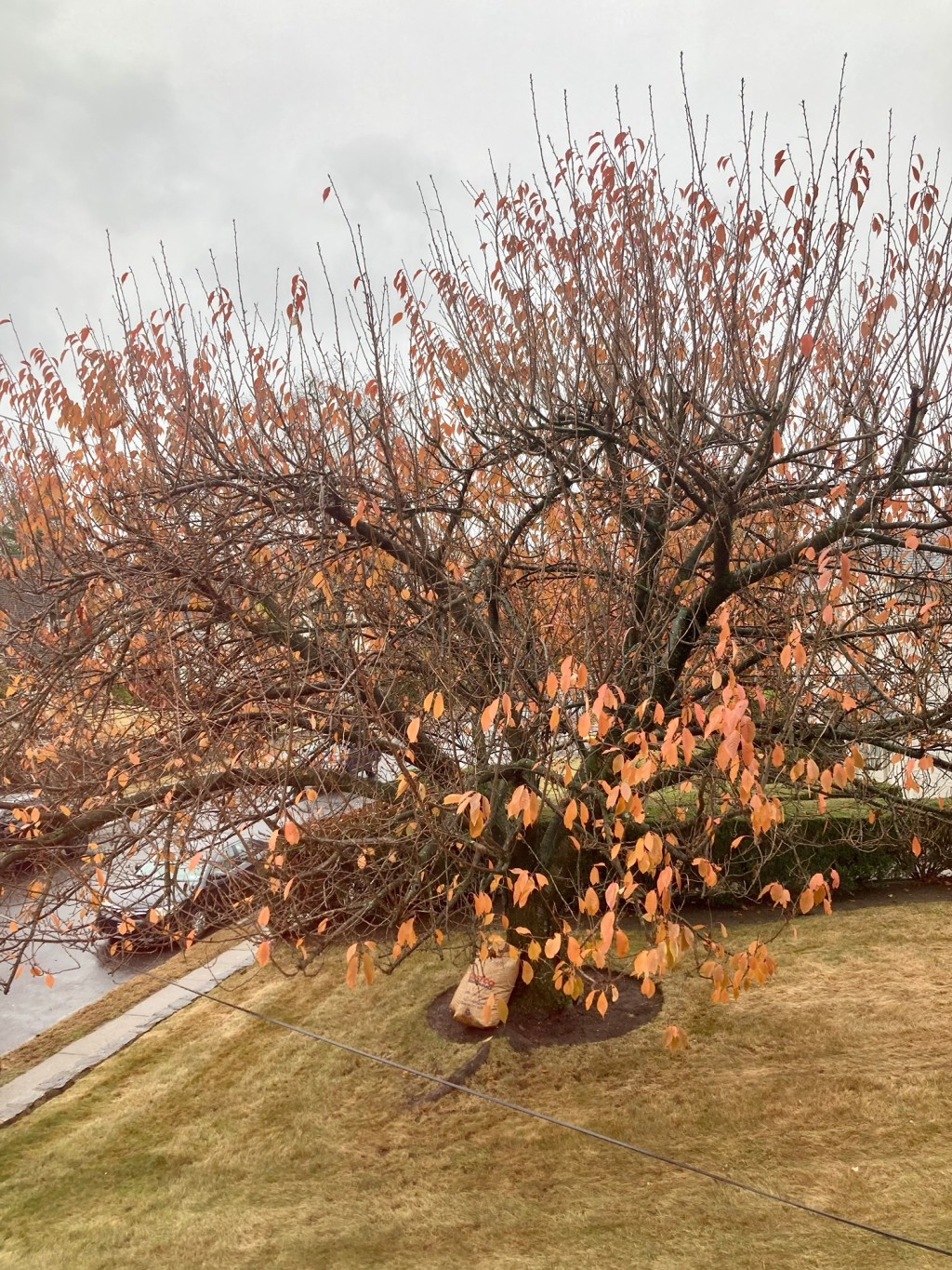 “leafblowers…” a #tanka (11/22/24)