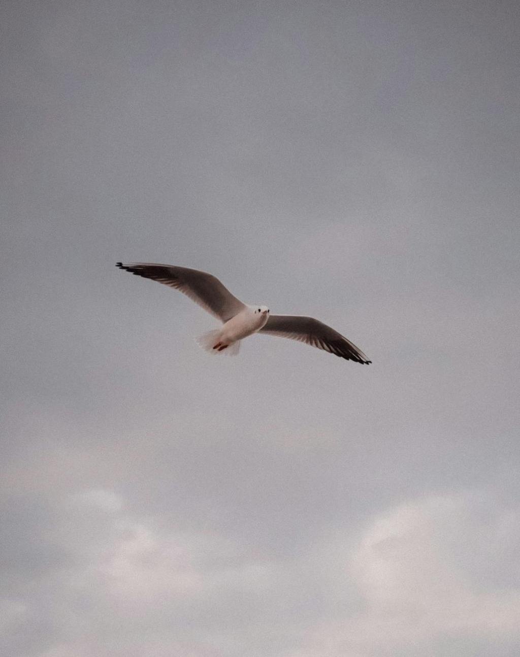 Coleridgian Contrast