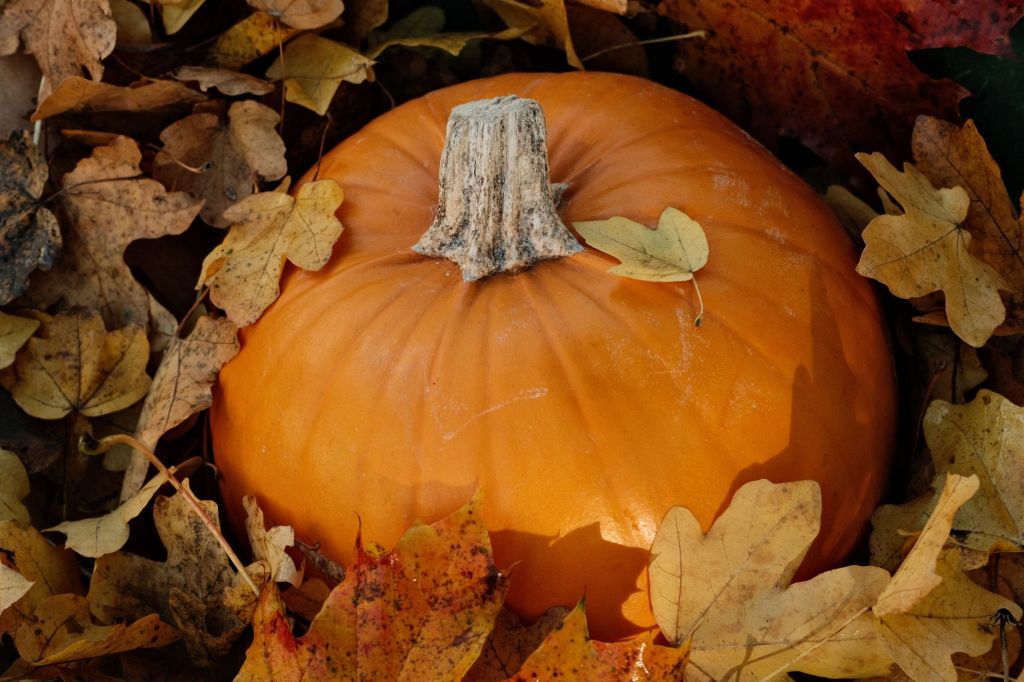 “October…” a tanka&nbsp;(10/1/26)